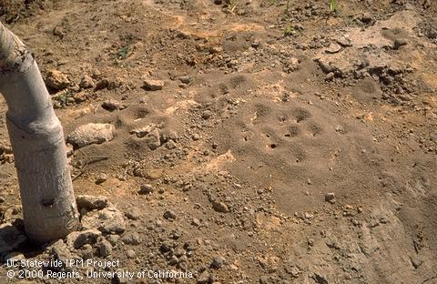 Mounds at the entrances to a southern fire ant colony.