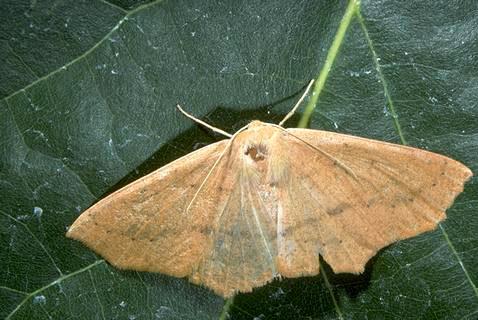 Adult omnivorous looper, <i>Sabulodes aegrotata.</i>.