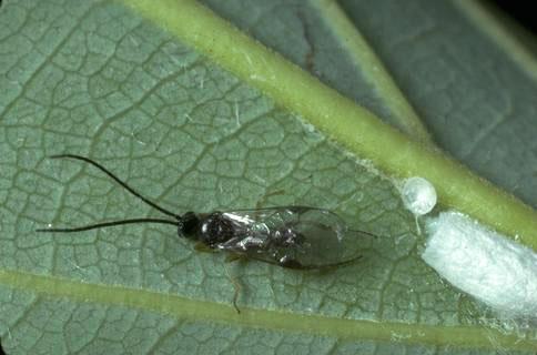 Adult parasitic wasp <i>Glyptapanteles (=Apanteles) caberatae,</i> just emerged from its cocoon (photo right).