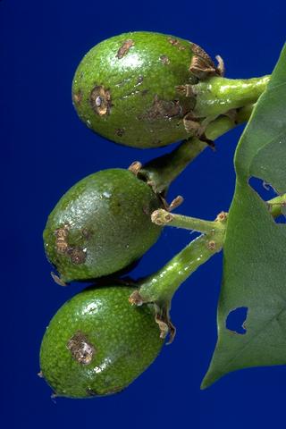 Young avocado fruit damaged by omnivorous looper larvae.