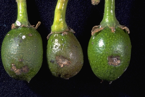 Shallow holes chewed in the surface of a young avocado by omnivorous looper.