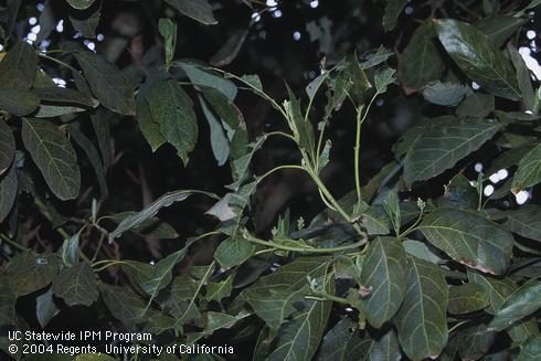 Avocado foliage damaged by omnivorous looper, <I>Sabulodes aegrotata.</I>.