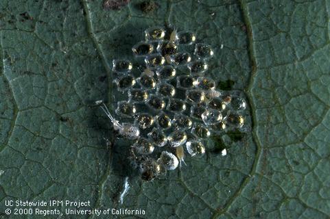 Cluster of hatched omnivorous looper, <i>Sabulodes aegrotata,</i> eggs on a leaf.