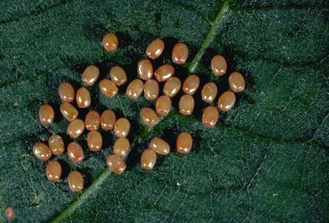 Omnivorous looper, <i>Sabulodes aegrotata,</i> eggs.