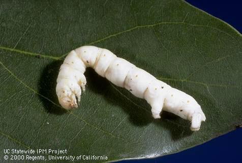 White larva killed by granulosis virus on leaf; from Ventura Co. Credit: Suzanne Paisley