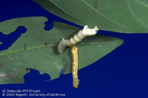 Omnivorous looper larvae, <i>Sabulodes aegrotata,</i> killed by granulosis virus range in appearance from white and swollen to brownish and shriveled.