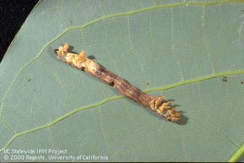Virus killed larva, beginning to turn brown, hanging from leaf; from Ventura Co. Credit: Suzanne Paisley