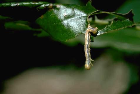 Virus-killed looper hanging from leaf; Ventura Co. Credit: Max E. Badgley