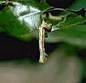 Hanging from leaf