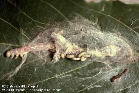 Larvae of <I>Habrobracon xanthonotus (Bracon xanthonotus)</I> on a parasitized omnivorous looper, <I>Sabulodes aegrotata.</I>.