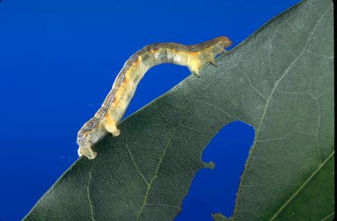 Omnivorous looper, <i>Sabulodes aegrotata,</i> larva.