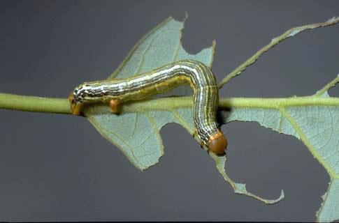 Omnivorous looper, <i>Sabulodes aegrotata,</i> larva.