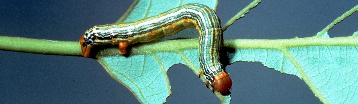 Omnivorous looper, Sabulodes aegrotata, larva.