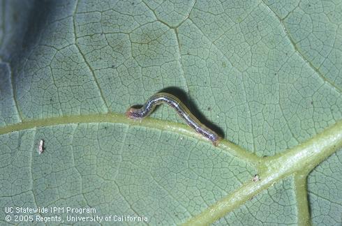 Early instar larva of omnivorous looper, <I>Sabulodes aegrotata.</I>  .