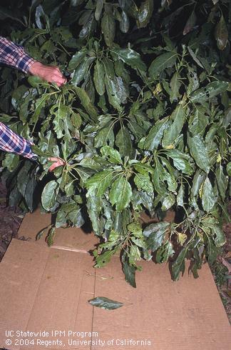 Monitoring for larvae of omnivorous looper, <I>Sabulodes aegrotata,</I> by shaking avocado foliage over a cardboard box. 