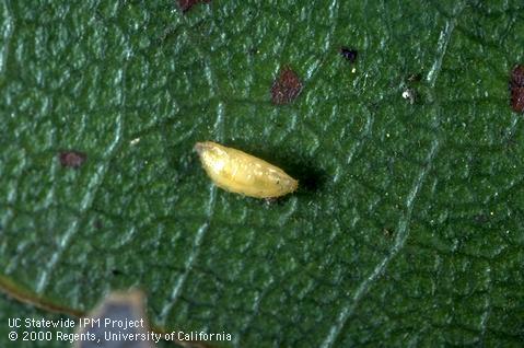 Pupa of Meteorus tersus, omnivorous looper parasite.