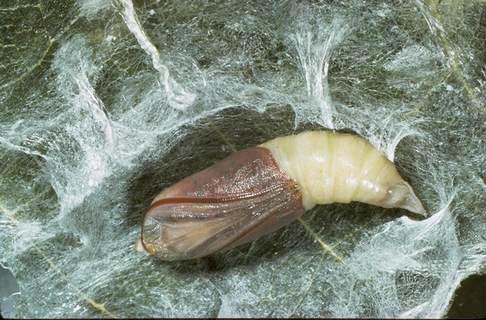 Omnivorous looper, <i>Sabulodes aegrotata,</i> pupa.