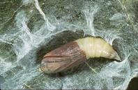 Pupa of omnivorous looper