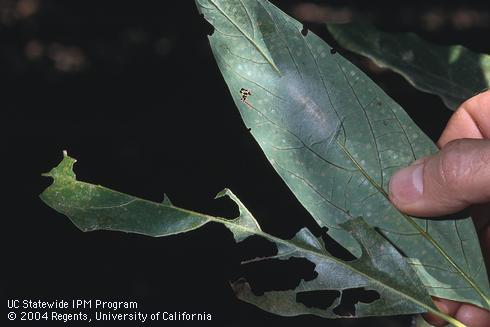 A leaf with looper feeding damage next to one with a pupal case of omnivorous looper, <I>Sabulodes aegrotata,</I> attached to its lower surface.