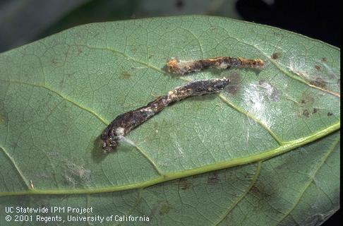 Remains of two parasitized omnivorous looper larvae.