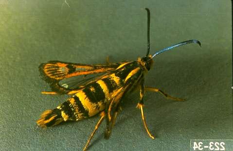 A strawberry crown moth adult.