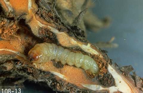 Strawberry crown moth larva and damage.