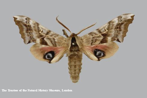 Adult male eyed sphinx, or twin-spotted sphinx, <i>Smerinthus cerisyi</i>.