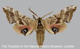 Adult eyed sphinx, or twin-spotted sphinx.