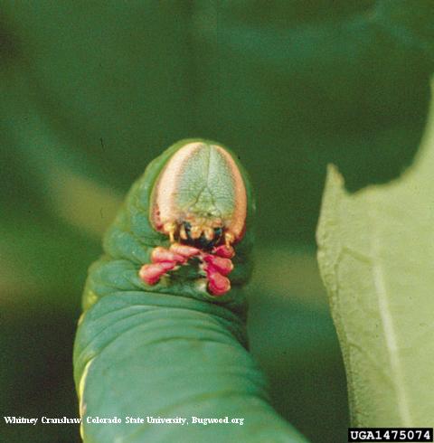 Larva of great ash sphinx, <i>Sphinx chersis</i>.