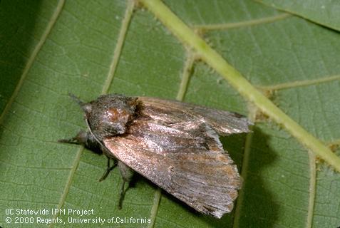 Adult (moth) of the redhumped caterpillar, <i>Schizura concinna</i>.