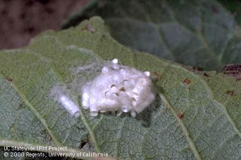 Fluffy white pupal cases of <i>Cotesia</i> (=<i>Apanteles</i>) sp., a parasite of several species of caterpillars.