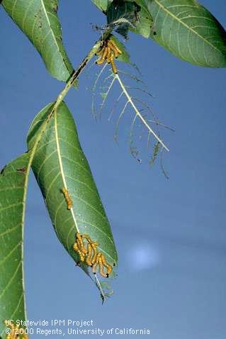 Larvae of the redhumped caterpillar, <i>Schizura concinna,</i> feeding on walnut, and their chewing damage to leaves.