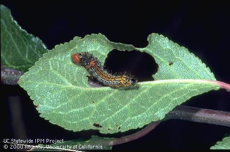 Crop damage by redhumped caterpillar.