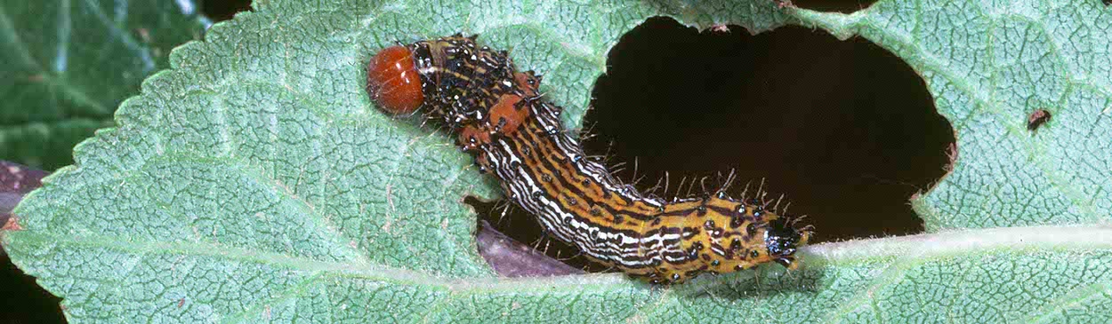 Crop damage by redhumped caterpillar