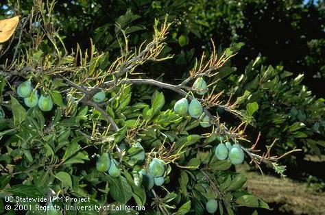 Crop damage by redhumped caterpillar.