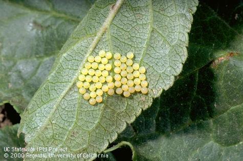 Egg cluster of the redhumped caterpillar, <i>Schizura concinna</i>.