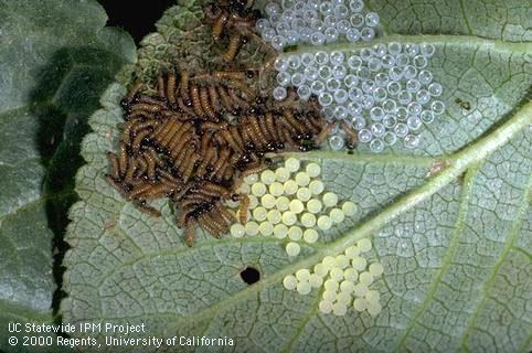 Egg of redhumped caterpillar.