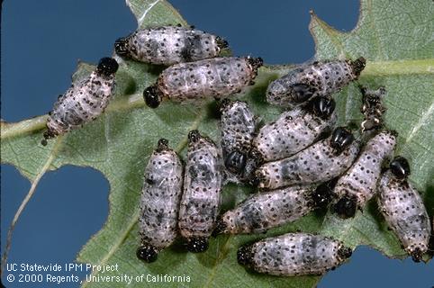 Pupal cocoons of <i>Hyposoter fugitivus</i> that developed after larvae of this parasitic wasp killed redhumped caterpillars, <i>Schizura concinna</i>.