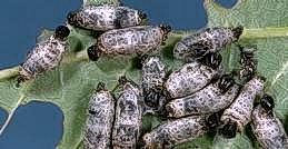 Redhumped caterpillars parasitized by Hyposoter  wasps