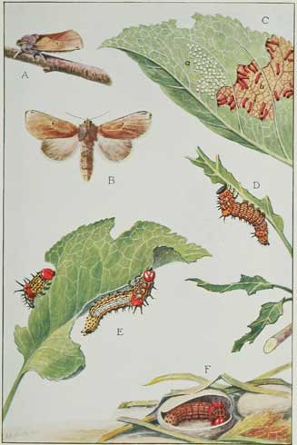 Life stages of the redhumped caterpillar, <i>Schizura concinna.</i> A, B. Adults (moths), C. Eggs and first instars, D. Fourth instar, E. Fifth (last) instar, F. Cocoons on the ground, one cut open revealing the prepupa inside.