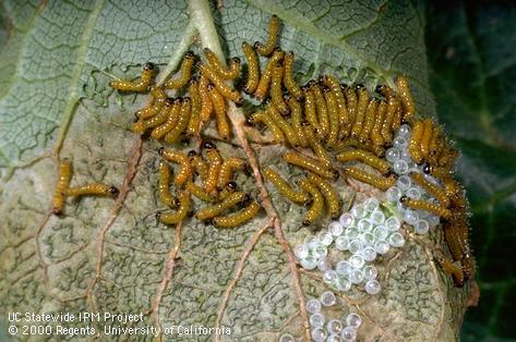 Young larvae of the redhumped caterpillar, <i>Schizura concinna</i>.