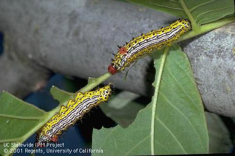 Larvae of the redhumped caterpillar, <i>Schizura concinna.</i>.