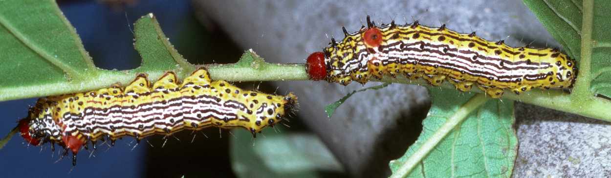 Larvae of the redhumped caterpillar, Schizura concinna.