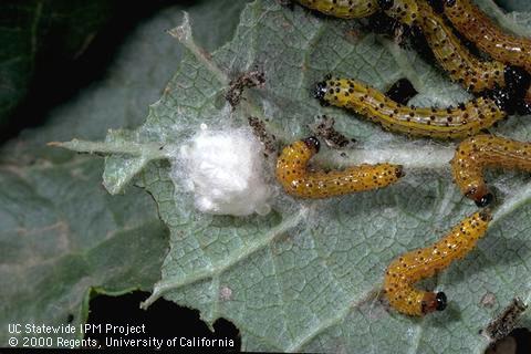 Silken cocoons of <i>Cotesia (=Apanteles) schizurae.</i> Pupae of a parasitic wasp that emerged after feeding during their larval stage inside the larvae of redhumped caterpillars, <i>Schizura concinna.</i>.