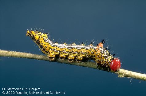 Larva of the redhumped caterpillar, <i>Schizura concinna</i>.