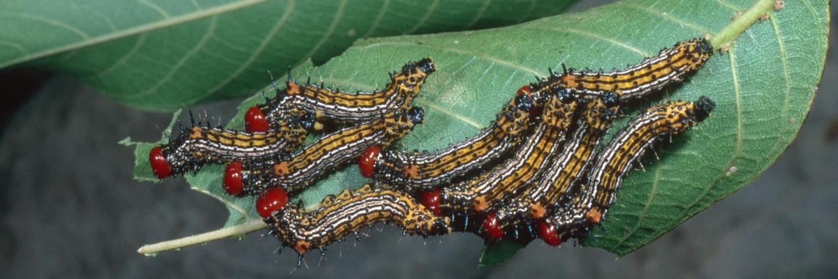 A group of caterpillars with red heads, yellowish-orange bodies with faint dark, lengthwise stripes, and rows of dark bumps (tubercles) with bristles along the body. Credit: Jack Kelly Clark, UC IPM