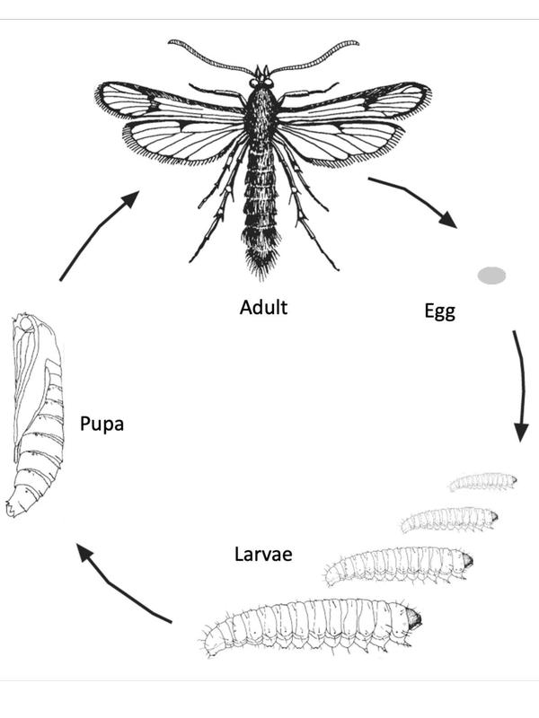 Illustration of the life cycle of a clearwing moth. An adult moth is at the top with an arrow leading to an oval egg. An arrow goes from the egg to four elongated larval stages, each one slightly larger than the previous. Larvae have dark heads. An arrow leads to the pupal stage. Pupae are oblong and tapered toward the rear. There is an arrow from the pupa back to the adult, completing the cycle. Credit: Adapted from Moulton in E. O. Essig. 1913.Injurious and Beneficial Insects of California. Sacramento, CA: State Comm. of Hort.; Larvae and pupa by C. W. Woodworth. 1902. Univ. Calif. Agric. Exp. Station. Bull. 143.