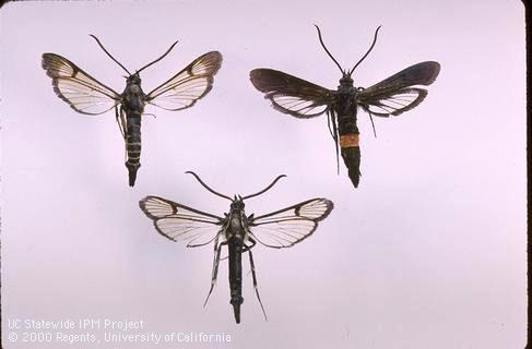 Adult peachtree borers from the eastern U.S., male (top left) and female (top right), and adult male from western U.S. (bottom).