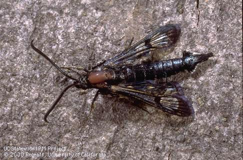 Adult male peachtree borer.