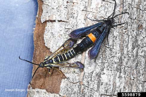 Adult male (left) and female peachtree borers, <i>Synanthedon exitiosa</i>.